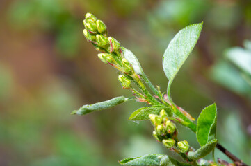 A genus of about 20 species of deciduous shrubs and small trees. Also known as shadbush.serviceberry.sarwisberry.Juneberry.Iranian berry.sugar plum.wild plum. Belongs to the rose family.