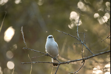 beautiful Balinese myna bird or balinese starling perched on a tree branch at sunrise. on the island of bali, indonesia