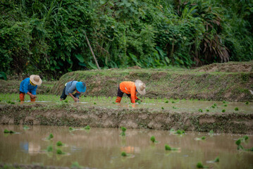 Thai people's way of life, growing rice in the rice fields