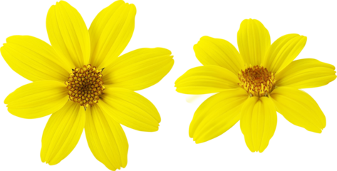 비데스 바이덴스 - 꽃