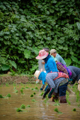 Thai people's way of life, growing rice in the rice fields