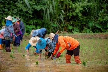 Thai people's way of life, growing rice in the rice fields