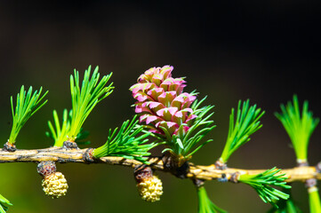 a unique and stunning view of the bright pink larch cones. Celebrate the beauty of nature in the...