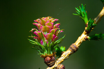 the stunning beauty of bright pink larch cones on the branches of pine trees. Celebrate the arrival...