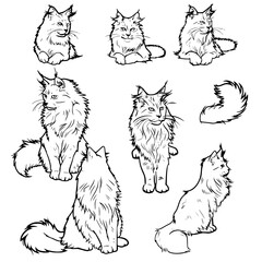 cat vector, line art cat, cat outline, cat svg, cat png, cat illustration, Persian cat, Siamese, Maine Coon, Persian, Ragdoll, Bengal, Scottish Fold, Sphynx, Abyssinian, Russian Blue, Norwegian Forest