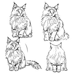 cat vector, line art cat, cat outline, cat svg, cat png, cat illustration, Persian cat, Siamese, Maine Coon, Persian, Ragdoll, Bengal, Scottish Fold, Sphynx, Abyssinian, Russian Blue, Norwegian Forest