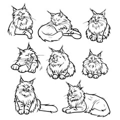cat vector, line art cat, cat outline, cat svg, cat png, cat illustration, Persian cat, Siamese, Maine Coon, Persian, Ragdoll, Bengal, Scottish Fold, Sphynx, Abyssinian, Russian Blue, Norwegian Forest