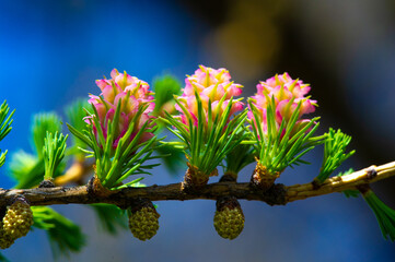 the stunning beauty of bright pink larch cones in spring. Take a moment to appreciate the wonders...
