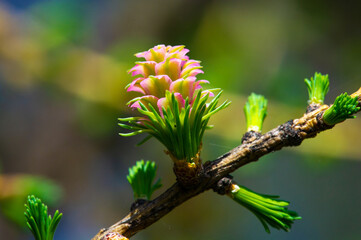 A rare and beautiful view of bright pink larch cones in spring. Get in touch with nature and...