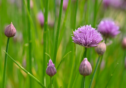 Beautiful close-up of allium schoenoprasum