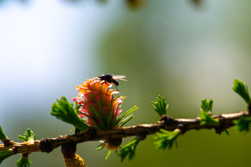 the enchanting view of bright pink larch cones in spring. Touch nature and appreciate its beauty....