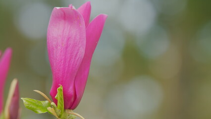 Blooming Pink Magnolia Tree In Garden During Springtime. Magnoliaceae. Close up.