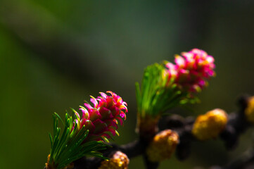 A pink larch cone adds vibrant color to a pine branch Brings beauty and vibrancy to an early spring...