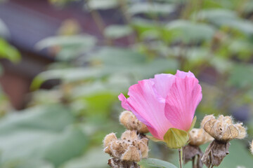 白川の芙蓉