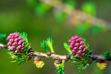A bright pink larch cone sits gracefully on a pine branch, adding a splash of color to the early spring landscape. NatureBeauty