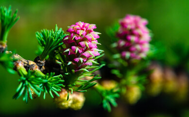The bright pink larch cone adds color to the landscape. A larch branch demonstrates the beauty of...