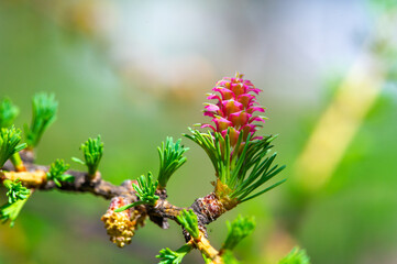 A bright pink larch cone adds a splash of color to a spring landscape A pine branch adorned with a...