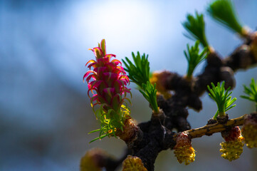 Decorate your garden or landscape with bright pink larch cones. Add a pop of color to your outdoor...