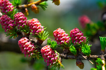 A beautiful pink larch cone adds vibrant color to the landscape. Decorates the landscape of early...