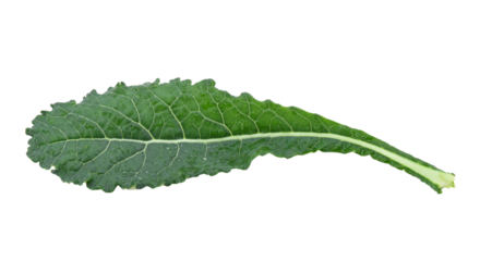 black kale, italian kale, tuscan kale, lacinato, dinosaur on transparent png