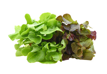 Green oak and red oak lettuce isolated on transparent png