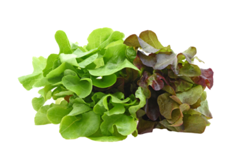 Green oak and red oak lettuce isolated on transparent png
