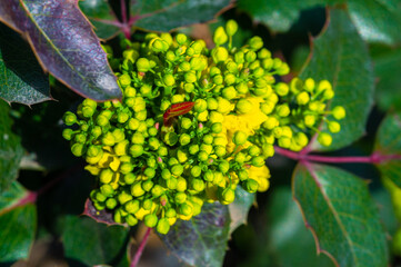 Berberis aquifolium, Oregon grape or aquifolium barberry, is a species of flowering plant in the...
