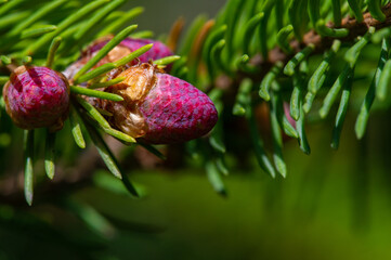 rare pink cones of Christmas trees, spring Close-up pink pine cones provide a serene reminder of...