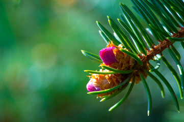 Beautiful close up images of pink pine cones. The art of nature captured in stunning detail....