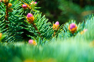 Beautiful close up photo of pink pine cones. Conveys the tranquility and artistry of nature. The...