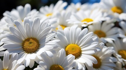 Obraz premium daisies of the sky