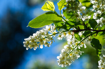 bird cherry flowers Witness the graceful beauty of white bird cherry flowers blooming gracefully on...