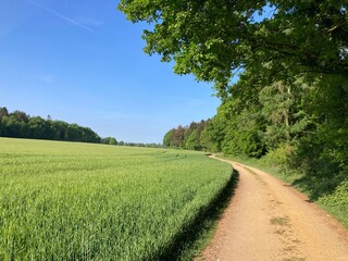 Frisches Getreidefeld mit Weg am Waldrand im Frühling beziehungsweise Mai in der Lüneburger Heide