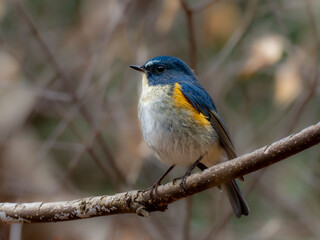 Obraz premium 森の中で枝に留まっているルリビタキの雄