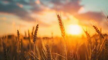 wheat field at sunset, aesthetic look