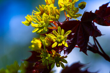 Acer Rubrum, Typically found in wet areas such as swamps, stream banks and floodplains. Produces...