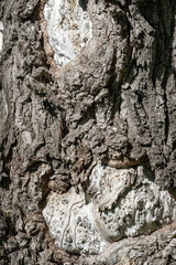 elm tree trunk texture Detailed and intricate natural patterns. Strong and durable material for...