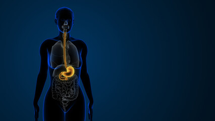 Highlighted stomach in the Female digestive system