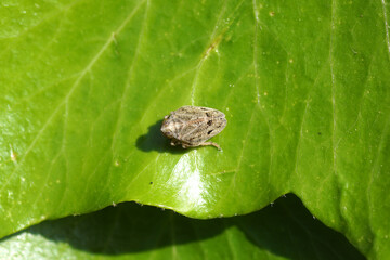 Close up cicada Issus coleoptratus. Family Issidae. On a ivy leaf. Dutch garden, spring, May,...