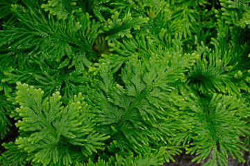 Beautiful Ferns Leaves plants pattern for nature background.