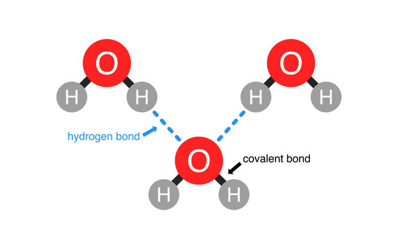 Vector illustration of hydrogen bond and covalent bond in water molecule.