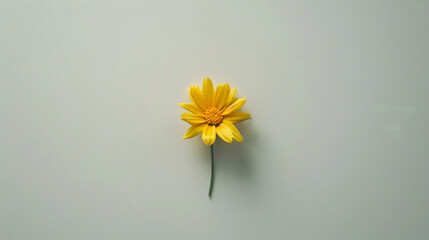Minimalistic wallpaper with a single yellow flower with a green stem on a white background.