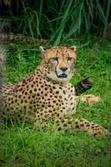 Close-up of cheetah -Acinonyx jubatus- lying down