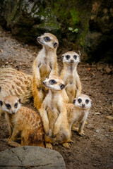 A Group Of Meerkat, Mammal, Animal