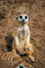 A Group Of Meerkat, Mammal, Animal