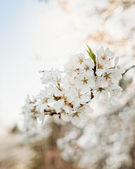 Spring apple blossoms close up
