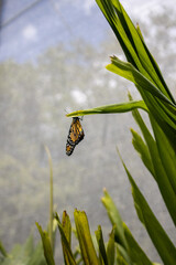 Monarch butterfly perched on green plant leaf