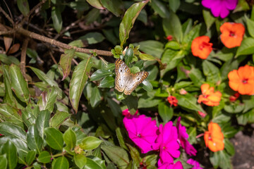 Butterfly resting on green leaves among colorful flowers