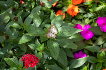 Butterfly on leaf with colorful flowers in background