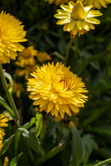 Close-up of bright yellow flowers in bloom